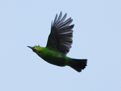 Chloropsis sonnerati