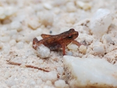 Ingerophrynus quadriporcatus