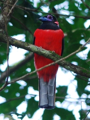 Diard's Trogon