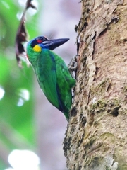 Psilopogon rafflesii