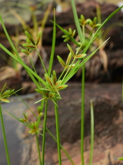 Cyperus amabilis