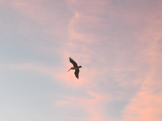 Brown pelican in flight against a pink evening sky, wings held out