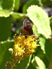 Nisoniades macarius