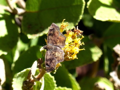 Nisoniades macarius