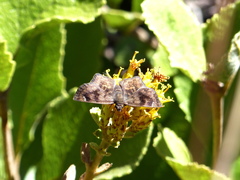 Nisoniades macarius