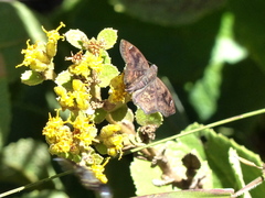 Nisoniades macarius