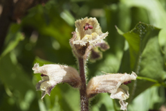 Orobanche owerinii