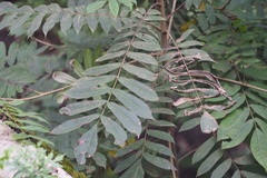 Pterocarya rhoifolia