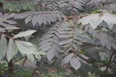 Pterocarya rhoifolia