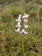 Prasophyllum suttonii