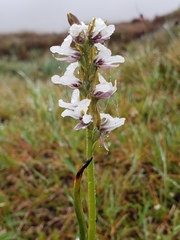 Prasophyllum suttonii