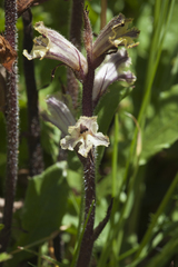 Orobanche owerinii