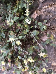 Xanthosia scopulicola