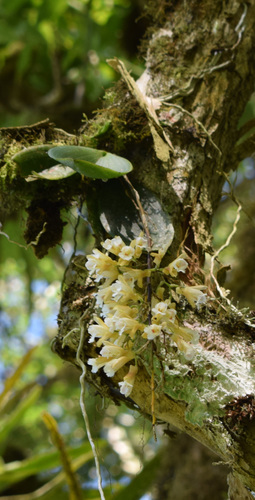 Comparettia newyorkorum (R.Vásquez, Ibisch & I.G.Vargas) M.W.Chase & N.H.Williams 2