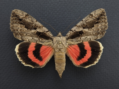 Sweetheart Underwing