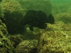 Dermatolepis dermatolepis