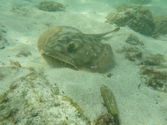 Urobatis concentricus