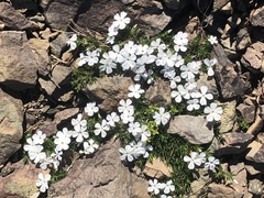 Phlox austromontana