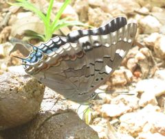 Charaxes guderiana guderiana
