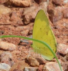 Eurema hecabe solifera