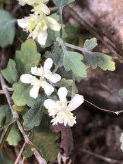 Xanthosia scopulicola