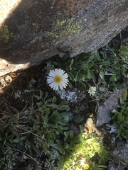 Erigeron flettii