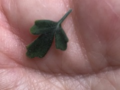 Xanthosia scopulicola
