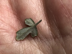 Xanthosia scopulicola