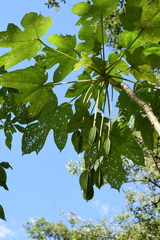 Vasconcellea glandulosa