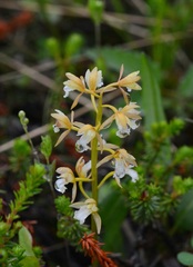 Oreorchis patens