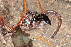 Lamprigera taimoshana