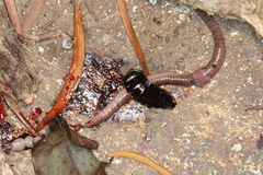 Lamprigera taimoshana
