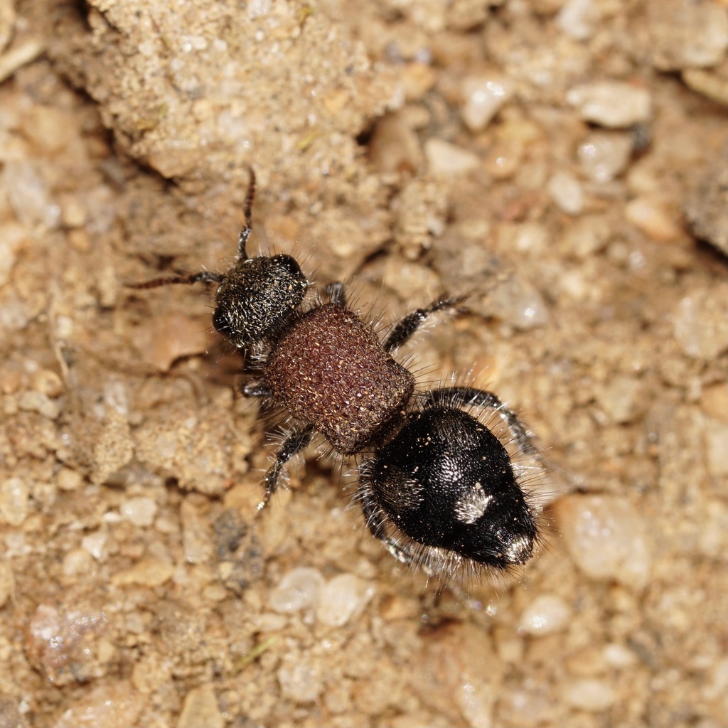 Ephutomorpha pacificatrix