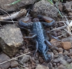 Pandinurus exitialis