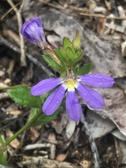 Scaevola aemula