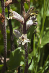 Orobanche owerinii