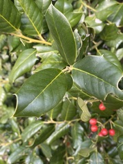 Ilex