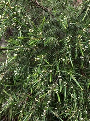 Baeckea linifolia
