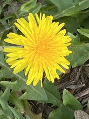 Taraxacum