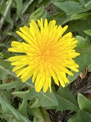 Taraxacum
