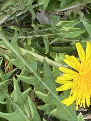 Taraxacum