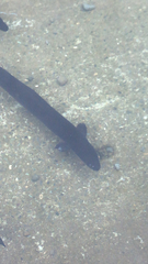 Anguilla dieffenbachii