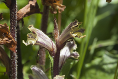 Orobanche owerinii