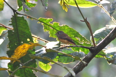 Muscicapa ferruginea