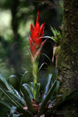 Tillandsia ponderosa