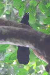 Black Magpie photo 3