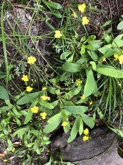 Goodenia decurrens
