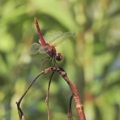 Urothemis aliena