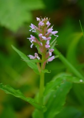 Galearis camtschatica