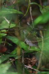 Pellorneum rostratum